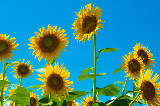 Sunflower and blue sky, ひまわりと青空