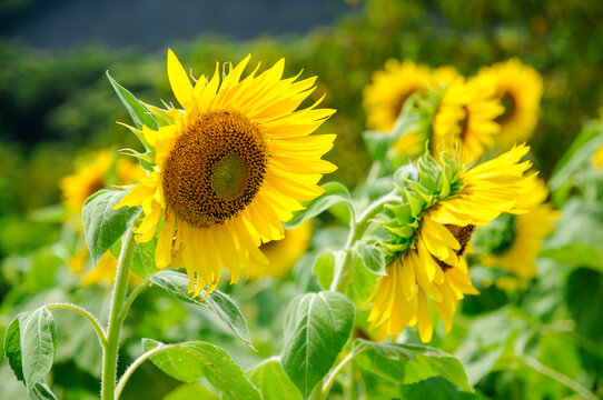 Sunflower, ひまわり