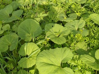 close up of green leaves