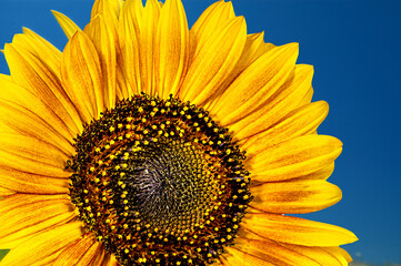 Sunflower close up in a field on a summer day against a blue sky