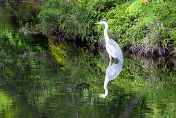 滋賀県大津市　瀬田公園のアオサギ
