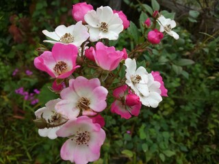 pink and white flowers