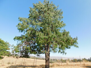 A beautiful, large green Pine Tree