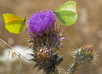 Gonepteryx cleopatra 