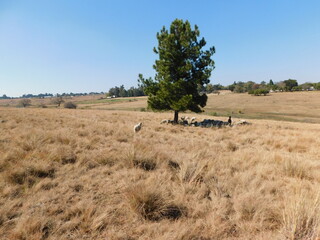 A large, leafy green Pine Tree surrounded by a golden winter's grass field landscape with hilltops under a bright clear blue sky