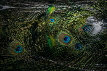 Beautiful feathers of a peacock. Close-up of the plumage of a colorful male bird.