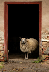 Picturesque sheep with white fur standing in a doorway. Rural farm animal.