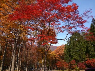 Forest of autumn leaves in japan