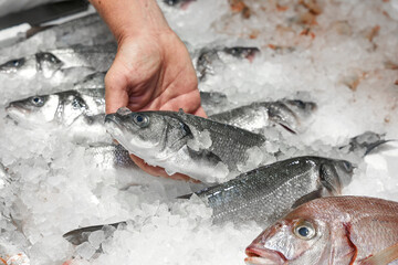 salmon in the fish market