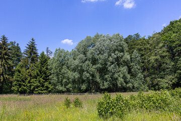 Hahnheide nature reserve near Trittau