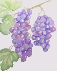 watercolor illustration of a branch of pink blue purple grapes, berries