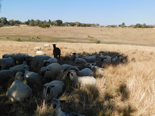 A herd of Hampshire Down Ewe sheep lying in a golden winter's grass field, in a tree's shade, with...