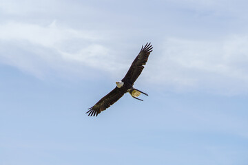羽を広げるハクトウワシ