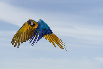 ルリコンゴウインコ1