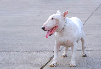 Pet portrait of senior white female English bull terrier (13 year old) standing on wide concrete courtyard in evening time
