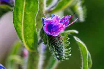 Leuchtend lila blühender Natternkopf