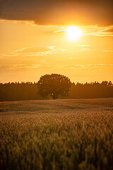 sunset in the field