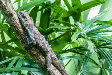 The frilled lizard (Chlamydosaurus kingii) is a species of lizard in the family Agamidae. It is...