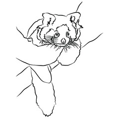 Illustration:Beautiful red panda stripes, used in general applications