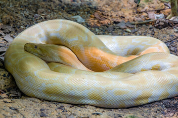 The albino Burmese python (Python bivittatus), it is one of the largest species of snakes. It is native to a large area of Southeast Asia and is listed as Vulnerable on the IUCN Red List. - obrazy, fototapety, plakaty
