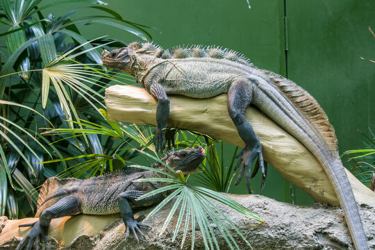 Philippine sailfin lizard (Hydrosaurus pustulatus) is an oviparous lizard endemic to several of the islands that make up the Philippines and is also found in New Guinea and Eastern Indonesia.