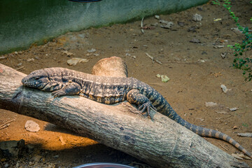 The Argentine black and white tegu (Salvator merianae) is a species of lizard in the family...