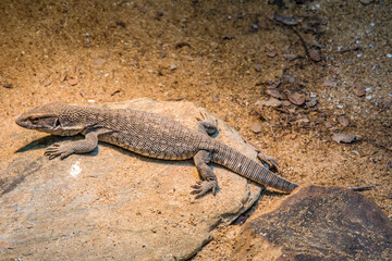 Fototapeta premium The savannah monitor (Varanus exanthematicus) is a medium-sized species of monitor lizard native to Africa.