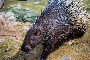The Malayan porcupine (Hystrix brachyura) is a species of rodent in the family Hystricidae. 
It is a large and stout-bodied rodent covered with quills which are sharp, rigid structures. 
