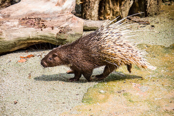 The Malayan porcupine (Hystrix brachyura) is a species of rodent in the family Hystricidae. 
It is a large and stout-bodied rodent covered with quills which are sharp, rigid structures. 