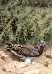 Black-chested Snake Eagle at a waterhole, Kgalagadi
