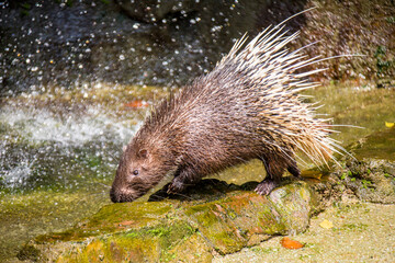 The Malayan porcupine (Hystrix brachyura) is a species of rodent in the family Hystricidae. 
It is a large and stout-bodied rodent covered with quills which are sharp, rigid structures. 