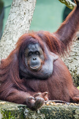 A fatty female Bornean orangutan stays alone. 
Critically endangered species, with deforestation,...