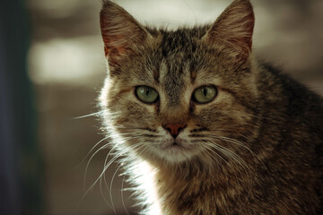 Fototapeta na wymiar close up of cat