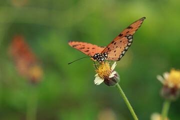 Orange wing butterfly on grass flower with yellow stamen in the nature background