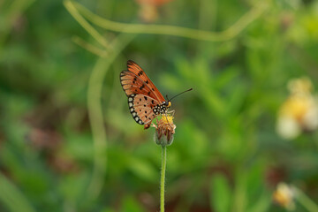 Orange wing butterfly on grass flower with yellow stamen in the nature background