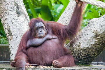 A fatty female Bornean orangutan stays alone. 
Critically endangered species, with deforestation, palm oil plantations, and hunting posing a serious threat to its continued existence.