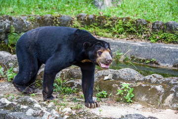 sun bear is a species occurring in tropical forest habitats of Southeast Asia. 
Its fur is usually jet-black, short, and sleek with some under-wool.
a whorl occurs in the centre of the breast patch