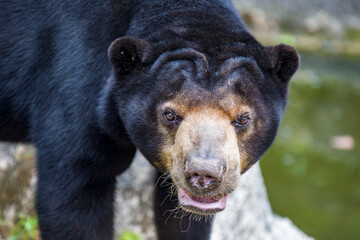 sun bear is a species occurring in tropical forest habitats of Southeast Asia. 
Its fur is usually...