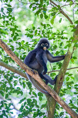 A wild dusky leaf monkey (Trachypithecus obscurus) is sitting on the platform of Zoo Melaka Malaysia. It is a species of primate in the family Cercopithecidae. 