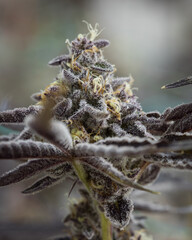 Cannabis plants and buds in the indoor grow room 