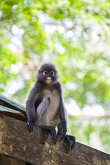 A wild dusky leaf monkey (Trachypithecus obscurus) is sitting on the platform of Zoo Melaka Malaysia. It is a species of primate in the family Cercopithecidae. 