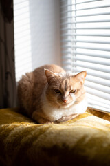furry cat lying near window taking sun bath, yellow eyes, amber eyes
