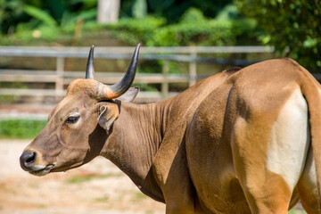 Obraz na płótnie Canvas the closeup image of female Banteng. It is a species of wild cattle found in Southeast Asia. Found on Java and Bali in Indonesia; the males are black and females are buff.