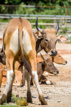 the closeup image of female Banteng.
It  is a species of wild cattle found in Southeast Asia.
Found on Java and Bali in Indonesia; the males are black and females are buff.