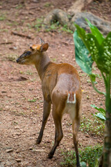 The Indian muntjac (Muntiacus muntjak) is a deer species native to South and Southeast Asia.
It has soft, short, brownish or greyish hair, sometimes with creamy markings.