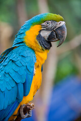 The closeup image of Blue-and-yellow macaw (ara ararauna).  
It is a large South American parrot with mostly blue top parts and light orange underparts, with gradient hues of green on top of its head.