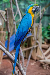 The closeup image of Blue-and-yellow macaw (ara ararauna).  
It is a large South American parrot with mostly blue top parts and light orange underparts, with gradient hues of green on top of its head.