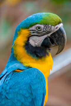 The closeup image of Blue-and-yellow macaw (ara ararauna).  
It is a large South American parrot with mostly blue top parts and light orange underparts, with gradient hues of green on top of its head.