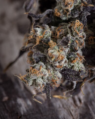 Cannabis buds dried with orange pistils 