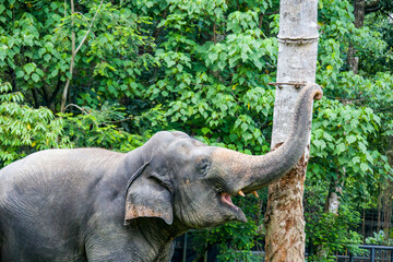 the indian elephant (Elephas maximus indicus) stands alone in its exhibition area of Zoo Negara Malaysia.  
